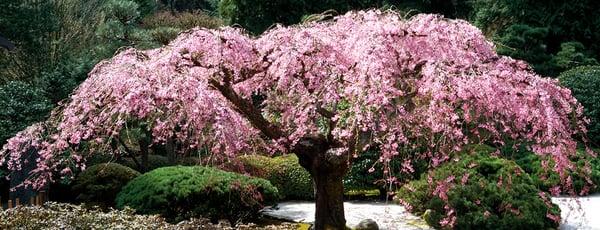 Cherry Tree in the Spring time