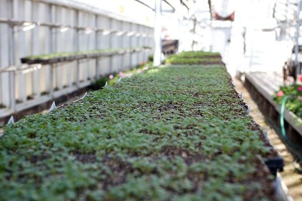 The greenhouse is open year round and you can see the entire growing process happen throughout the year