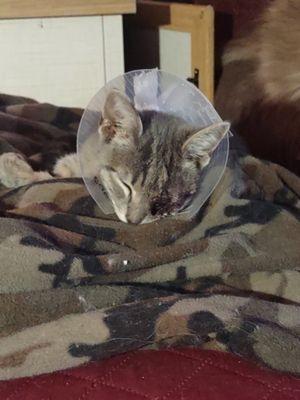 This is what he looked like after 2nd surgery at Florence Veterinary Hospital Los Banos.