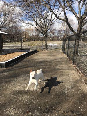 Apricot loved the space to run free after wandering around d the park!