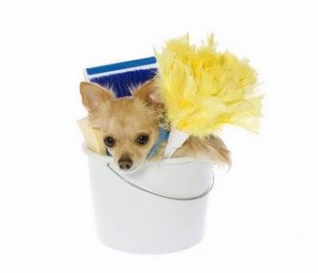 Keep your pets safe with non toxic, chemical free cleaning products