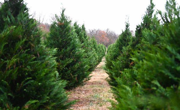 Leyland Cypress Field, 2023