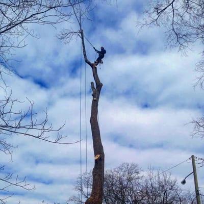 Tulip Poplar removal