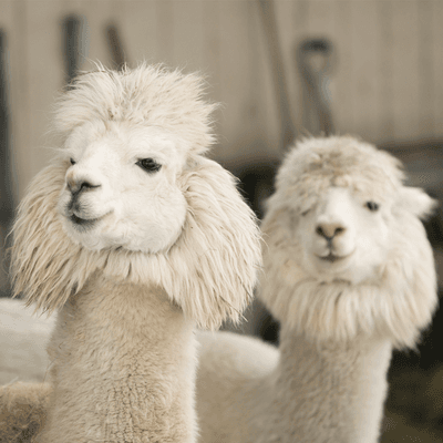 Our alpacas