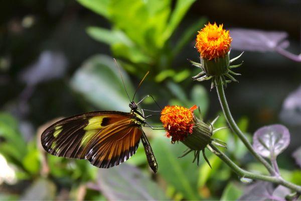 butterfly dome