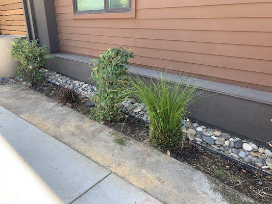 Their idea of how to maintain ornamental grass and flowering shrubs.