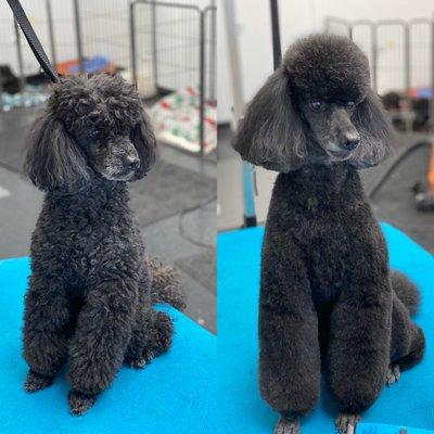 Miniature poodle Luna, before and after !