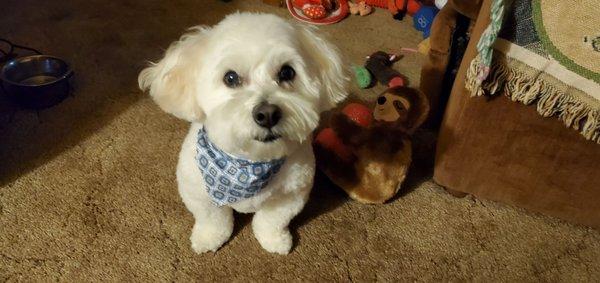 My handsome Simba, after his groom at Barks and Bows