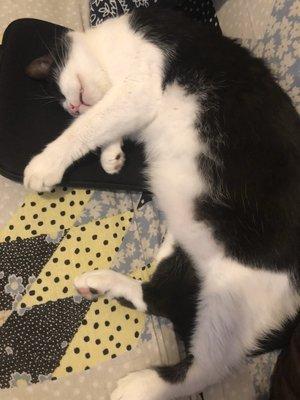 Algernon, a special needs cat, curls up happily in his furever home