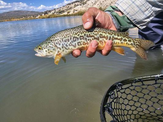 Tiger Trout