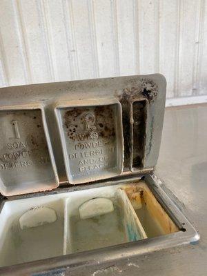 Mold in the washer