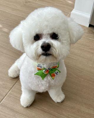 Bichon Frisé