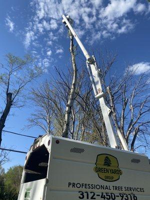 Trimming a White River Birch