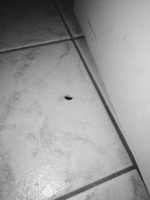 Roach on the bathroom floor