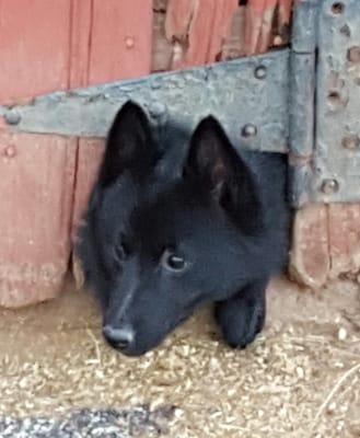 SeaMore on barn patrol