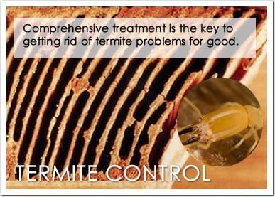 Expert Termite Control & Inspections