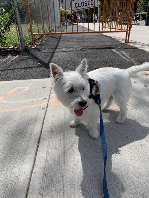 Groomed pup!