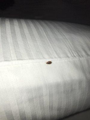 Bed bugs !!$$