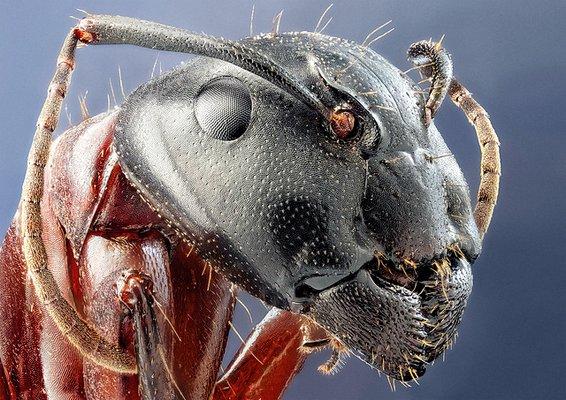 Carpenter Ant ultra macro photo, know your enemy