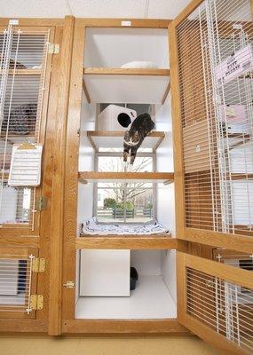 Cat Condo in the Cattery