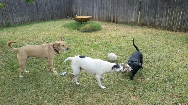 playtime after a visit with dr bone!