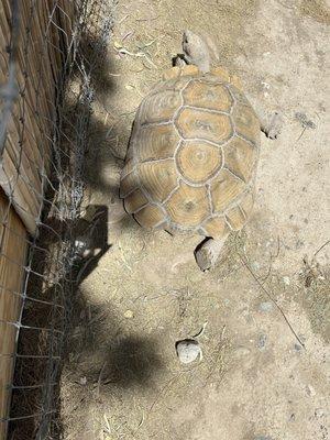 A tortoise, relaxing