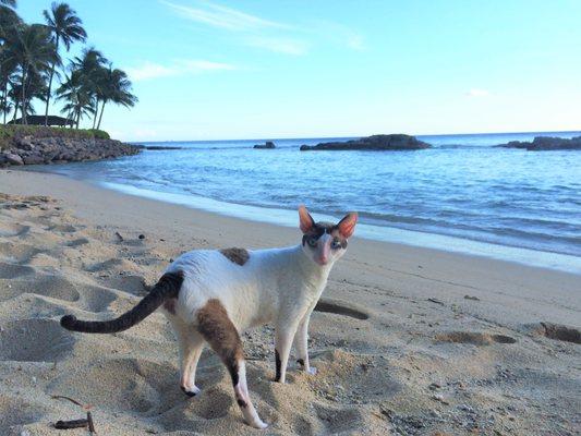 My cat Rex before leaving Hawaii for his DVMS appointment