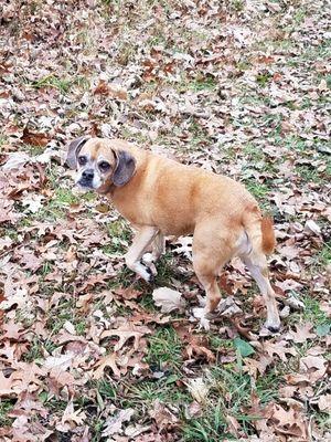 Ferocious Puggle alert.