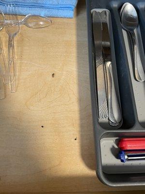 droppings in the silverware shelf