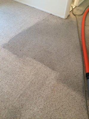 carpet cleaning move out