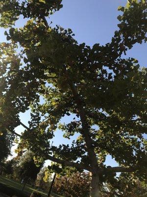 Ginko trees