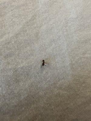 Ants on the bed