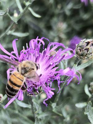 It's amazing how the bee picks a flower. They buzz until they find one no other bee has been on.