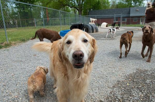 Just another day in doggie heaven at daycare!