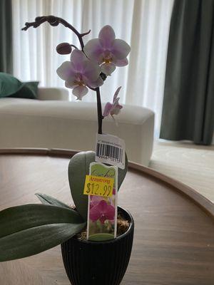 $13 baby orchid