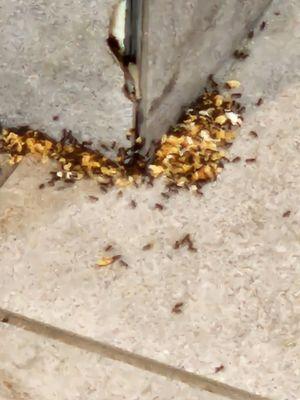 Ant infestation in dinning room