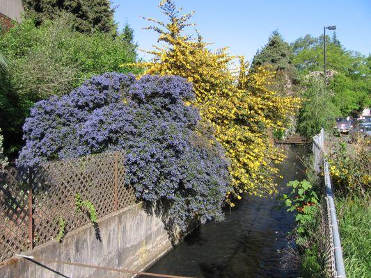 Ceanothus and Fremontodendron in bloom, Martha Springer Botanical Garden, east side of campus