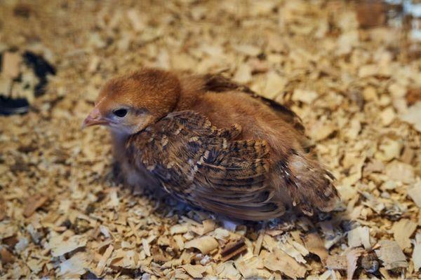 Baby chicks to cuddle