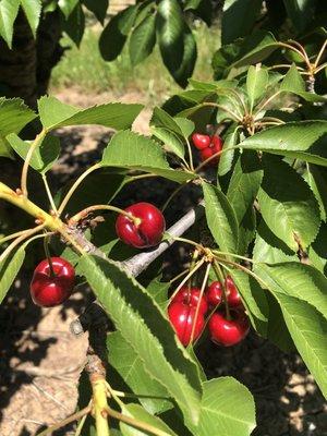 Social distancing in a cherry tree orchard!