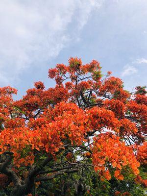 royal poinciana tree in bloom