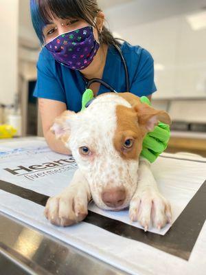 Hunny the mixed puppy loving Annie and Melissa at greenpoint