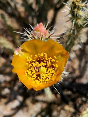 Staghorn Cholla flower and bud, Feb 26, 2023