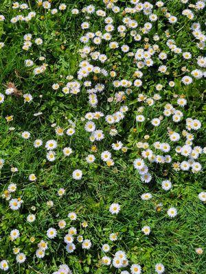 Cutest tiny bloom west side of Skinners  Butte Park