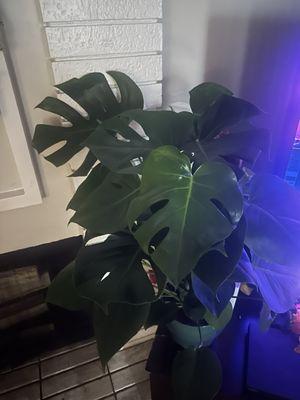 My Monstera Deliciosa