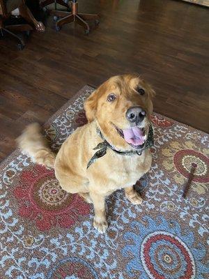 A very happy pup with his "job well done" beef stick