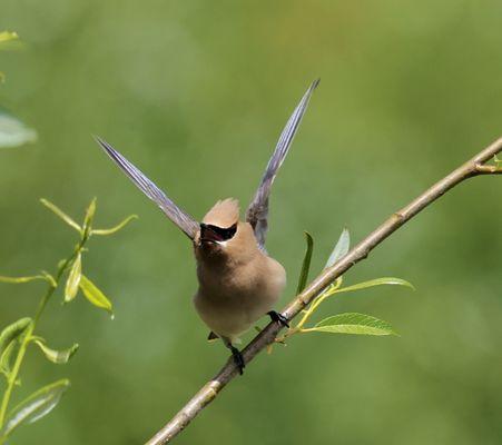 Cedar waxwing