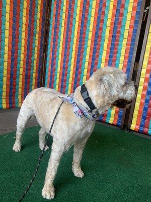 Fidget - Wheaten Mix