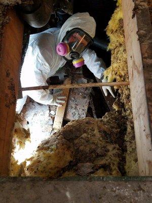 Mold Removal in Crawlspace