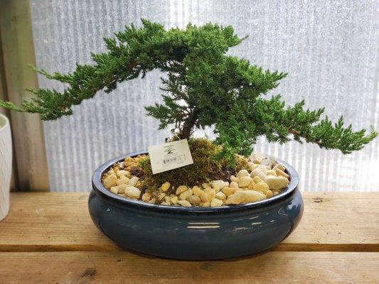 LOVE this little Bonsai!!