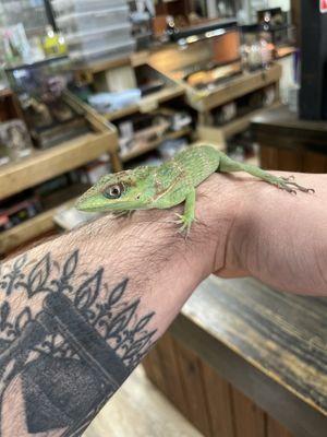 This is "lady jeff" the friendly Cuban knight anole